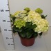 Гортензия Hydrangea Caipirinha